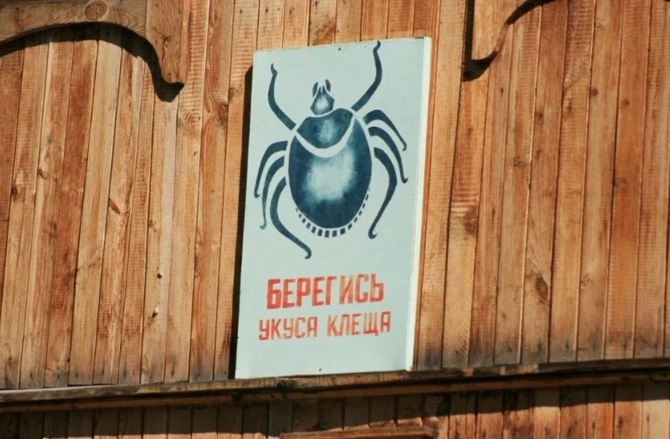 С начала сезона активности клещей в поликлиники края с жалобами на присасывание обратились 7306 человек