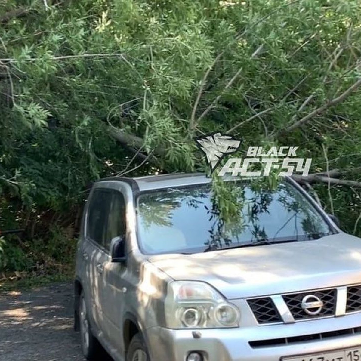 В Новосибирске клен упал на припаркованную во дворе дома машину - KP.RU