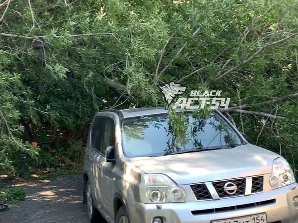 В Новосибирске клен упал на припаркованную во дворе дома машину - KP.RU