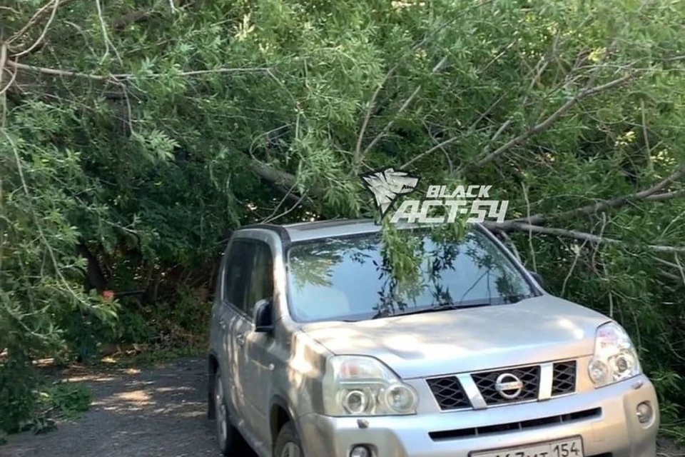 В Новосибирске клен упал на припаркованную во дворе дома машину. Источник фото: Telegram-канал «ACT-54 Black»
