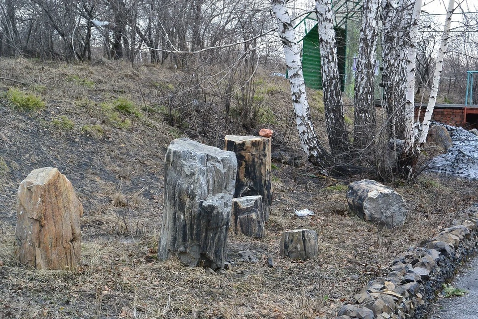 Фрагменты стволов подземных деревьев у здания АБК Моховского разреза, 2014 год.