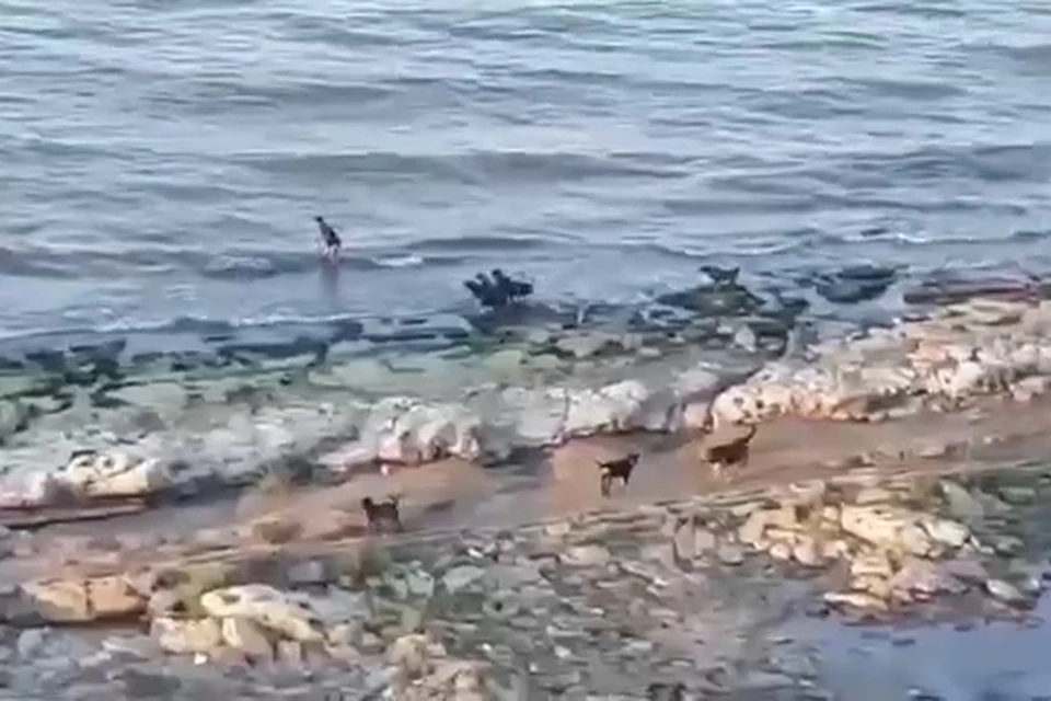 Агрессивные псы загнали ребенка в море