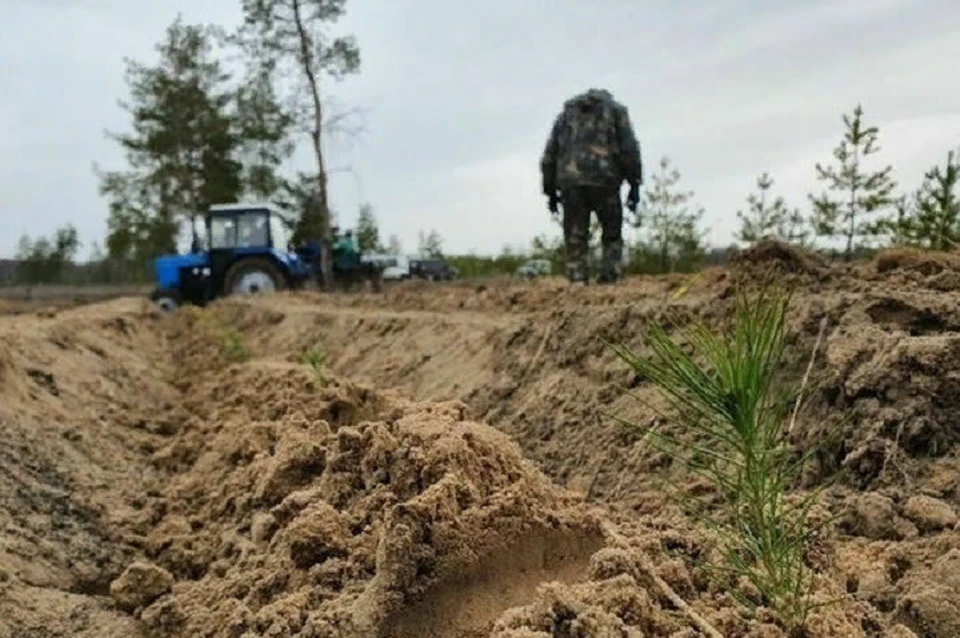 В регион поступит техника для сохранения «зеленых легких» страны. Фото (архив): ЛИЦ