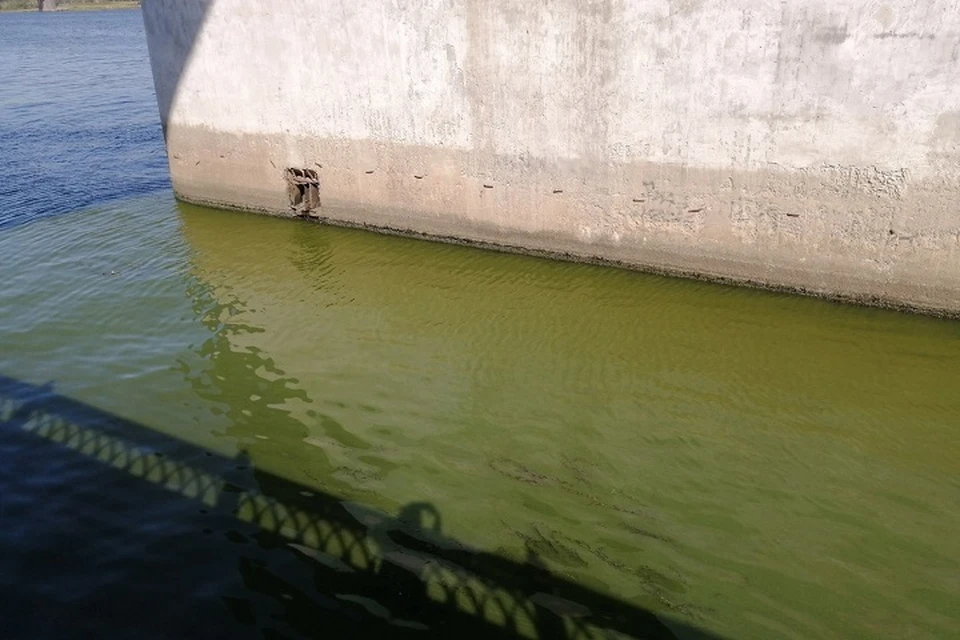 Вода в Волге стало кислотно-зеленого цвета.