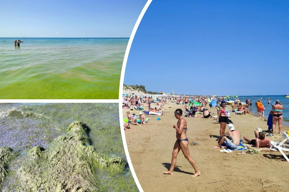 В период цветения воды на берегу Черного моря скапливаются водоросли, но туристов это не останавливает.