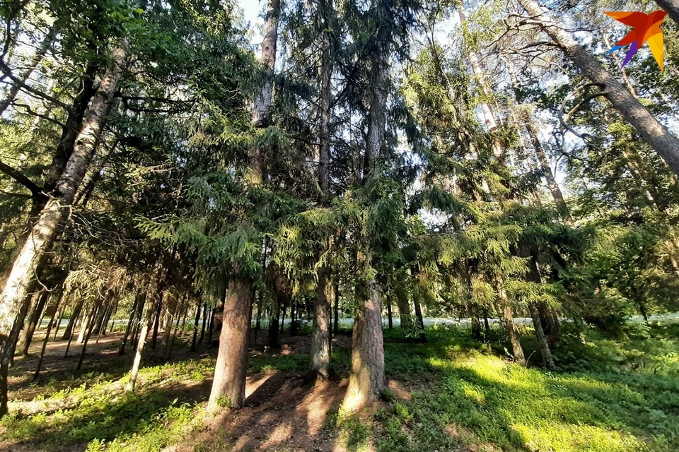 В Беларусь снова идет жара: по всей стране нельзя свободно ходить в лес. Фото: архив «КП»