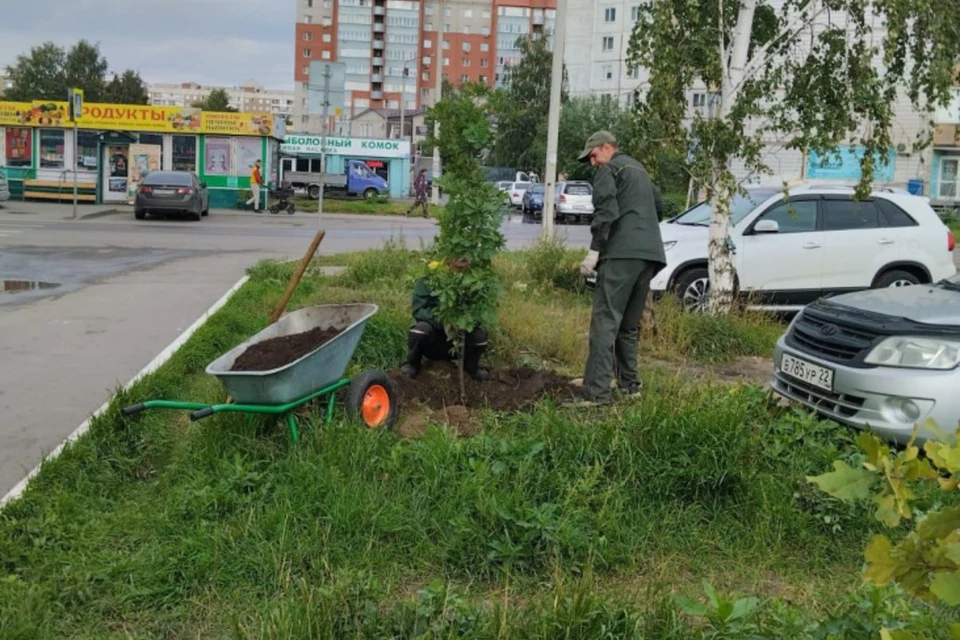 Саженцы выращивали в специальных питомниках