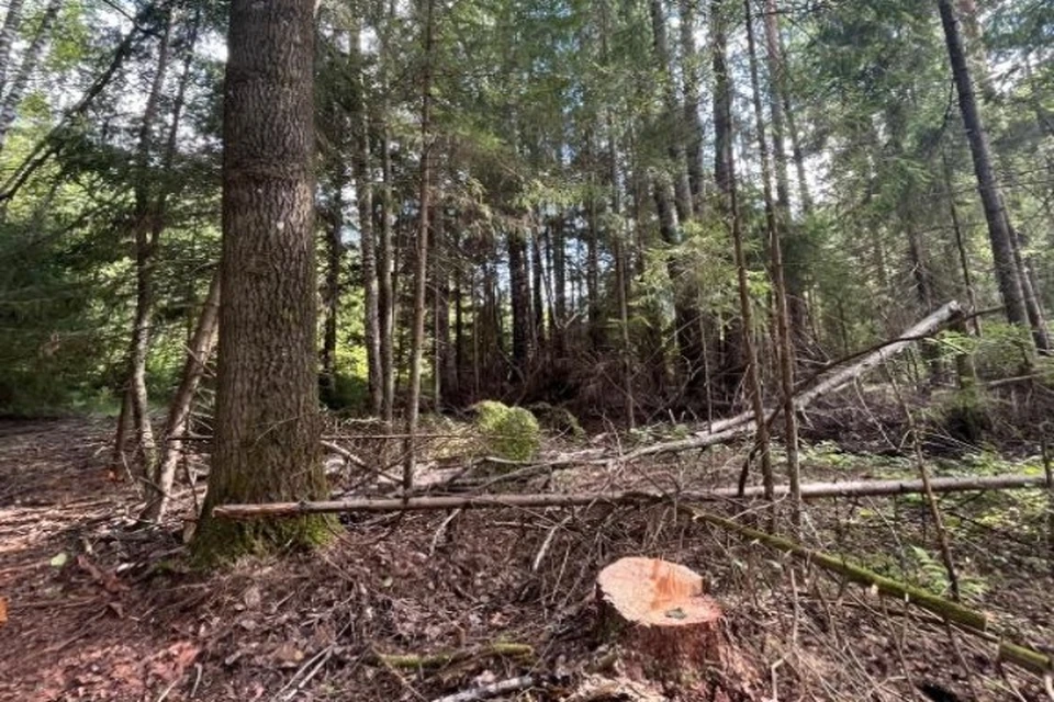 В Ярославской области незаконно вырубили деревья на 2,5 миллиона рублей
