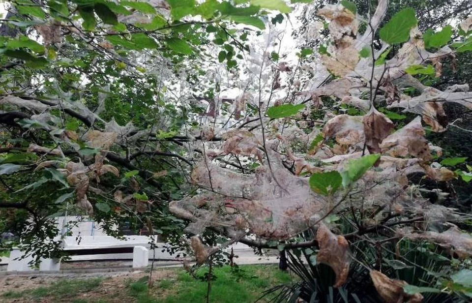 Вредители оплетают деревья своими паутинными гнездами. Фото: архив «КП»-Севастополь»