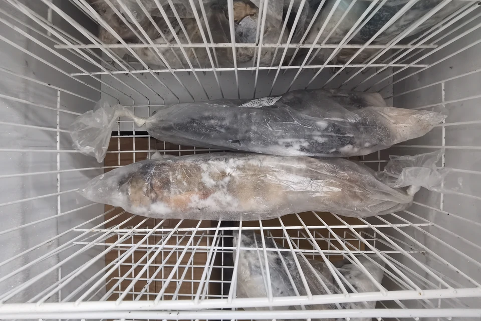 Ульяновский Россельхознадзор выявил 25 тонн рыбы неизвестного происхождения