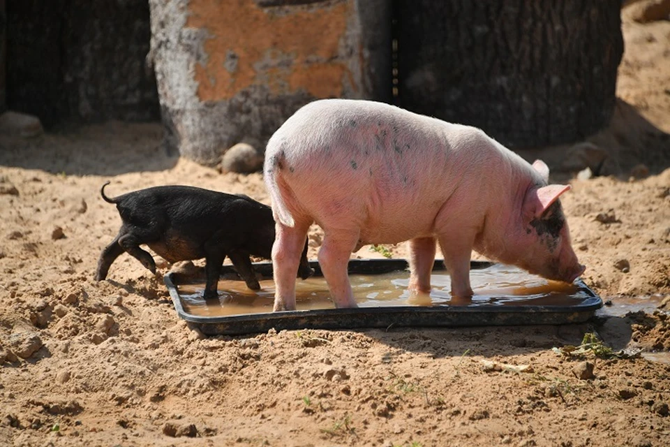Сколько свиней пойдет под нож после вспышки АЧС, пока не подсчитано.