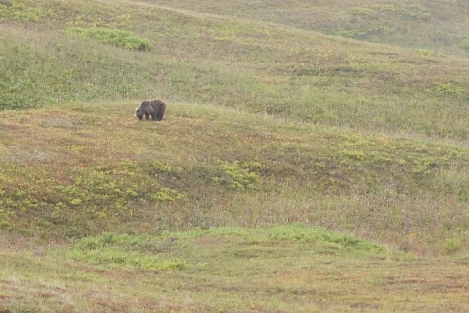 Недалеко от села Дунилово Большесельского района бродит медведь.