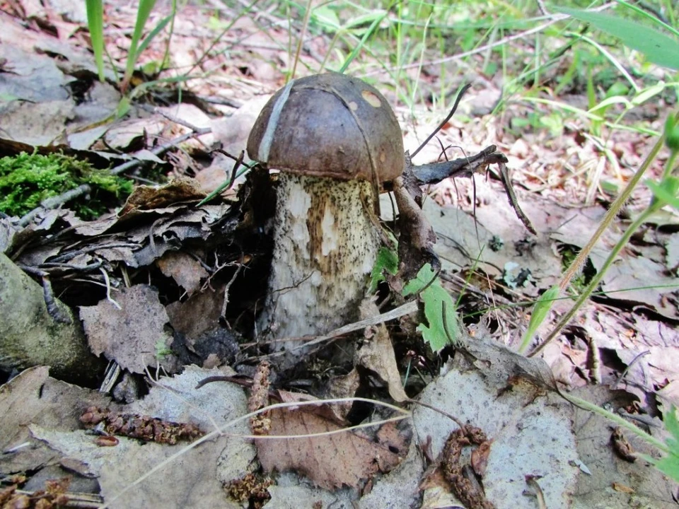 4 человека отравились грибами в Калужской области
