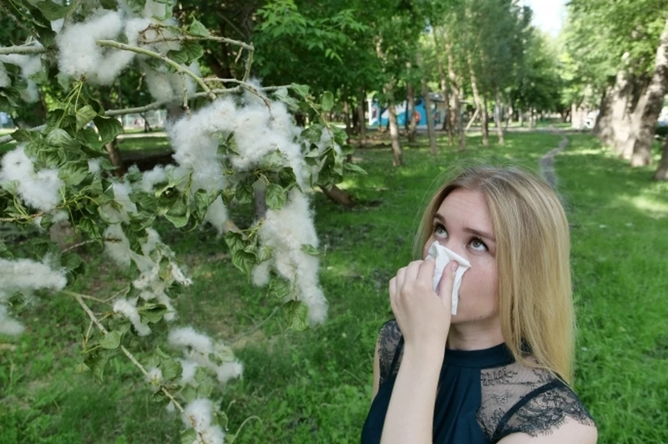 В Краснодаре жители чаще страдают от аллергии на тополиный пух и амброзию