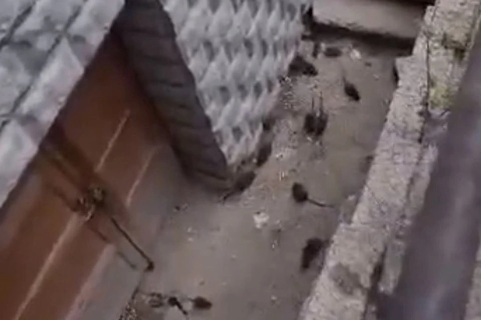 Жительница дома № 26 на улице Каменской пожаловалась на полчища крыс. Фото: предоставлено жительницей