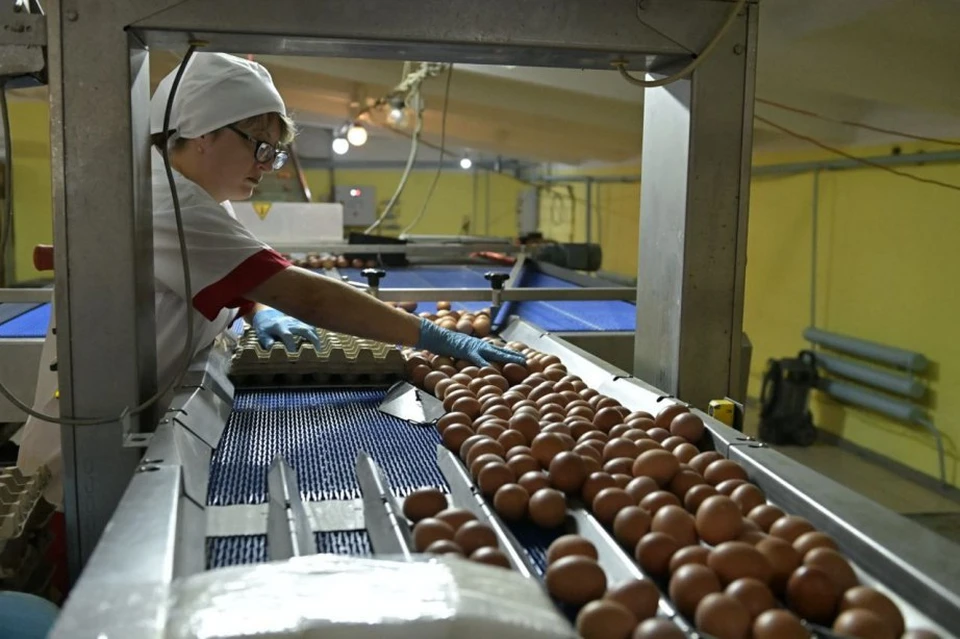 Производство куриного яйца увеличили в Хабаровском крае Фото: правительство Хабаровского края