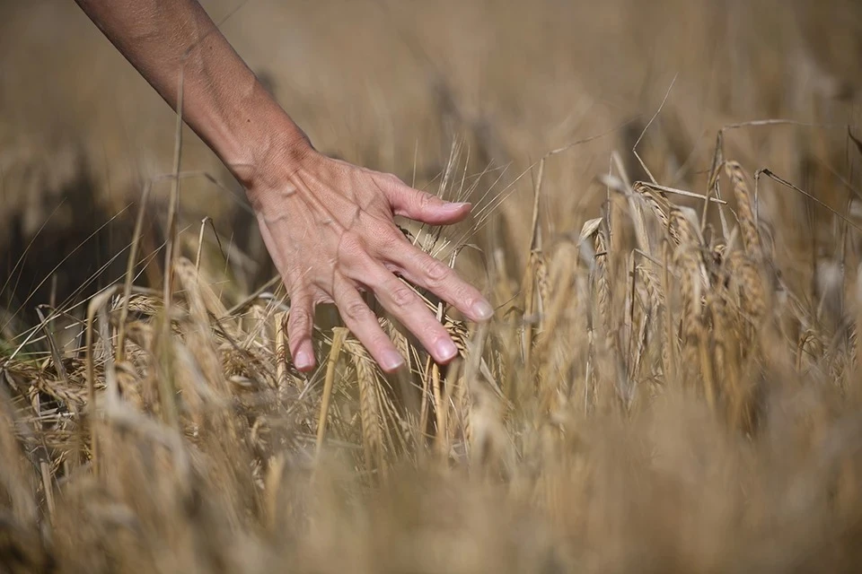 Польша введет запрет на ввоз зерна из Украины после отмены эмбарго Еврокомиссией