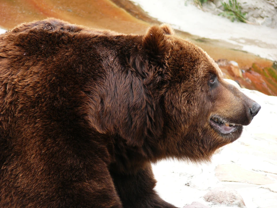 В Новосибирской области на территории Караканского бора заметили медведя.