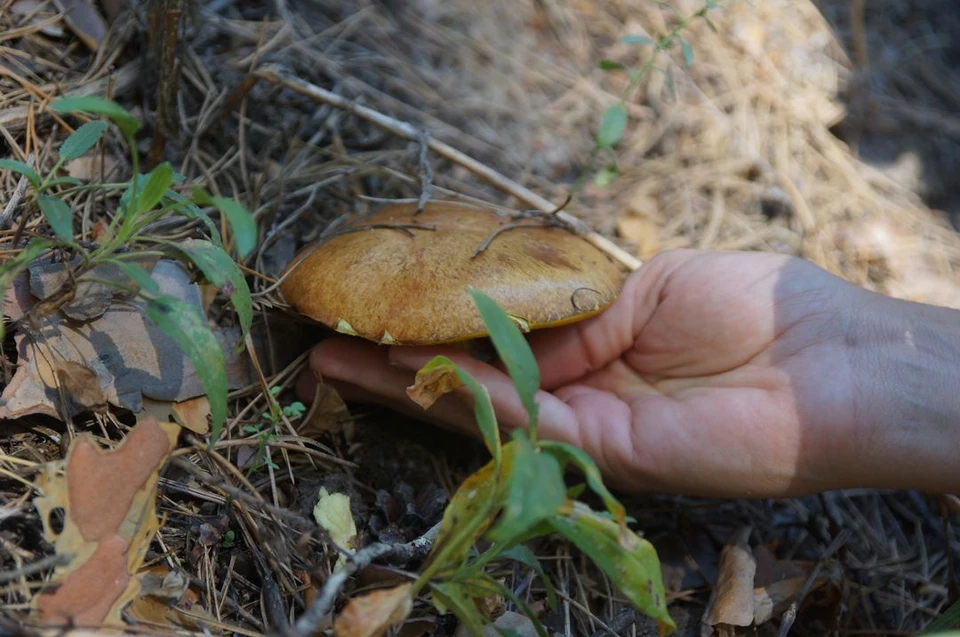 Эксперт назвал крайний срок сбора грибов в Новосибирской области в 2023 году.