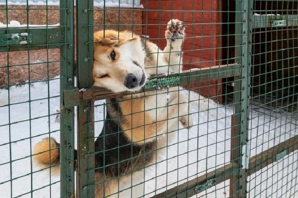 Приют в Мариуполе создадут по принципу питомника в Донецке (архивное фото)