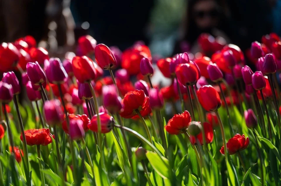 Тюльпаны украсят улицы, набережные, площади, скверы и парки