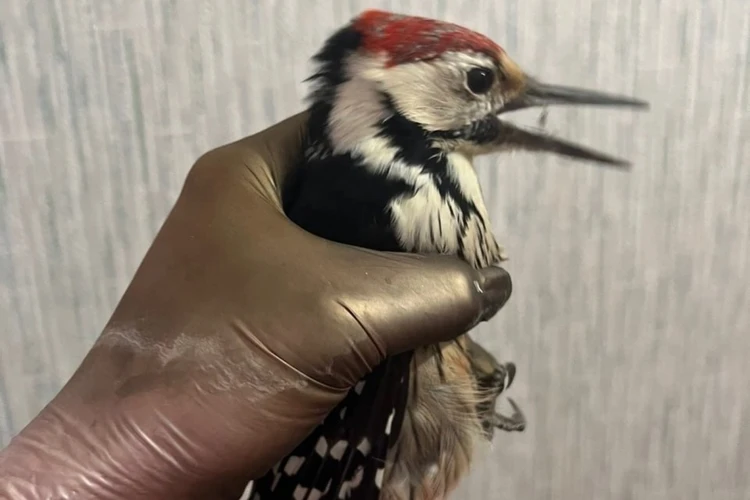 Когда болит голова у дятла: в Красноярске спасли птицу с черепно-мозговой травмой