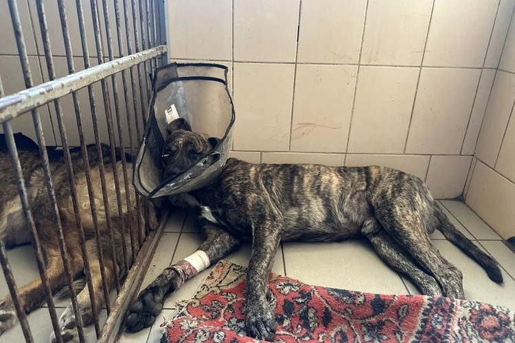 «То, что она выжила – чудо»: В Донецке прооперировали собаку, которую нашли в Харцызске со стрелой в голове
