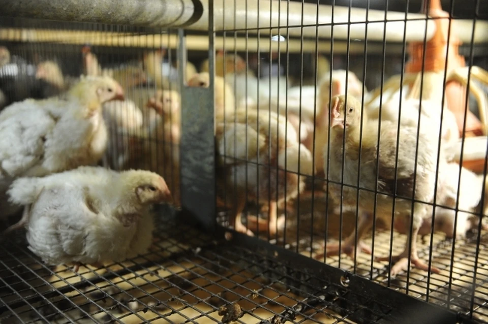До поступления на прилавки торговых точек продукции продукты убоя будут проверяться дополнительно