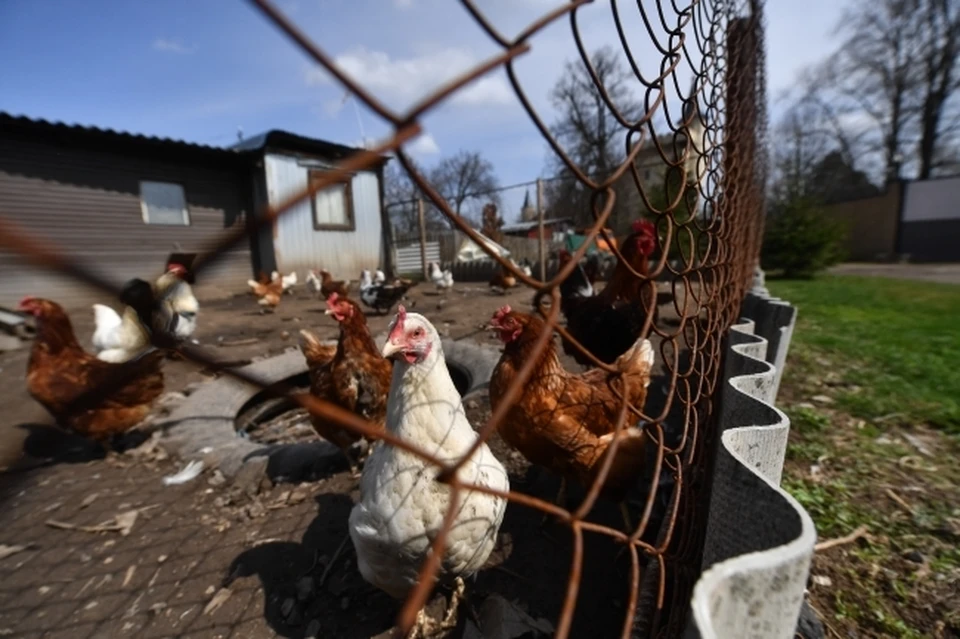 Предприятие Ростовской области оштрафовали за производство опасного мяса