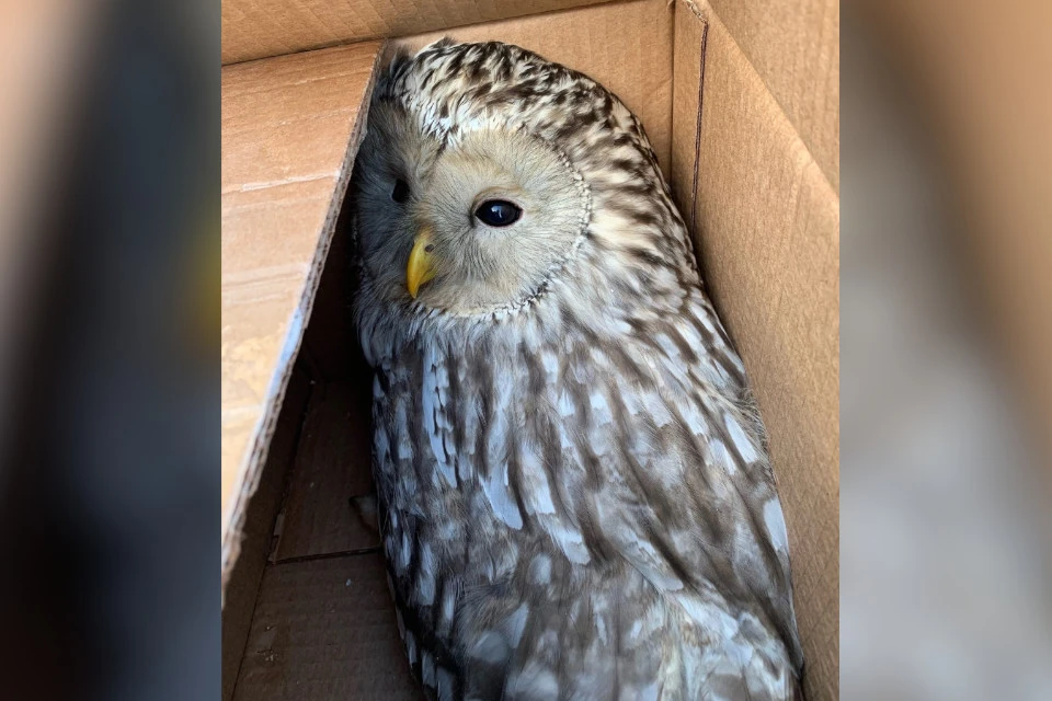 У совушки всё будет хорошо. Фото: vk.com/birdsavetver