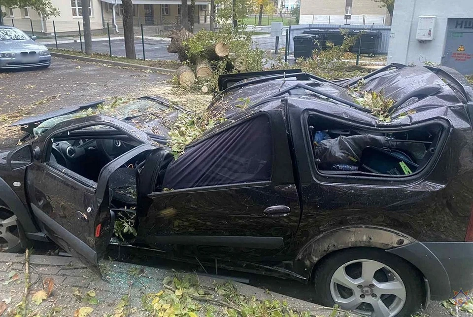 Штормовой ветер повалил деревья на 22 авто в Беларуси за сутки. Фото: МЧС