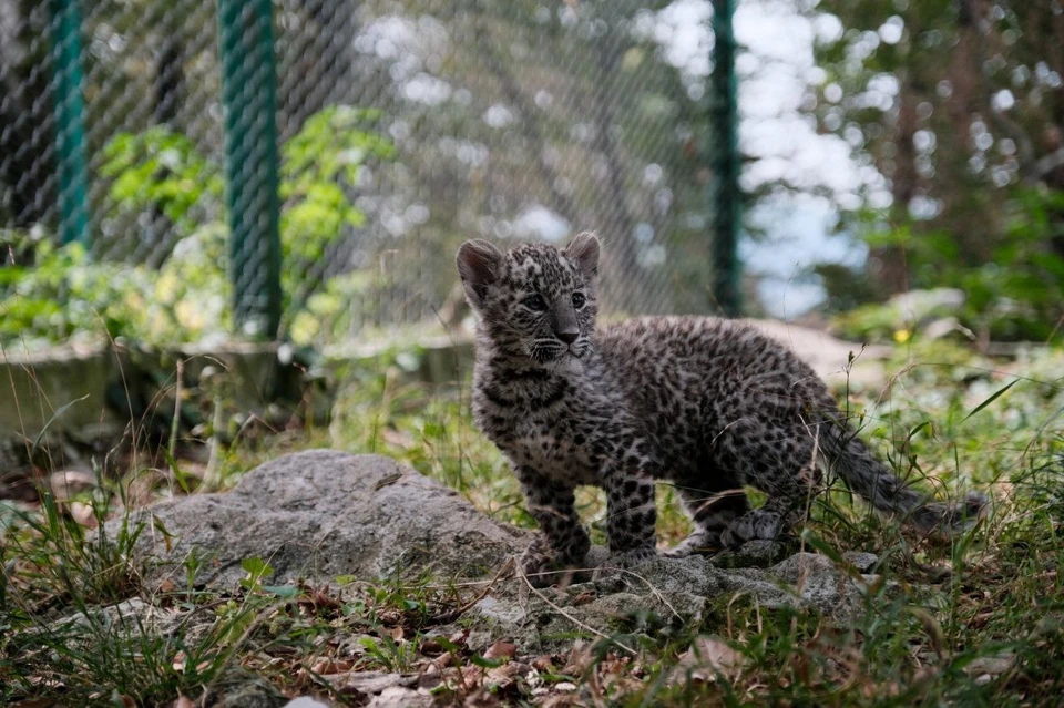 Юные хищники осваивают вольеры. Фото: t.me/leopardcenter