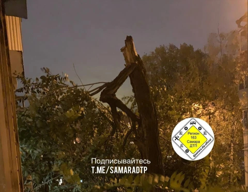 В Самаре сильный ветер пополам сломал дерево на улице Димитрова - KP.RU