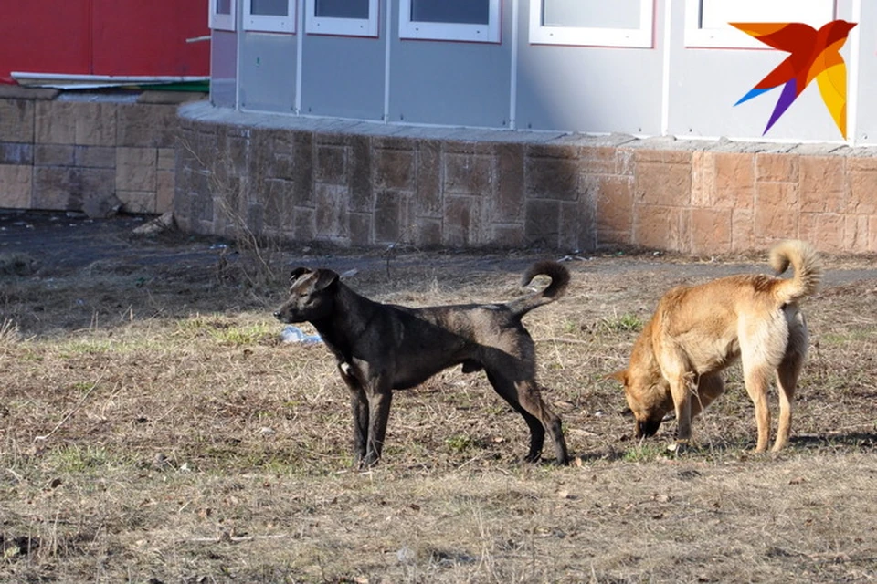 Бродячие собаки кочуют по дворам и держат в страхе детей и взрослых