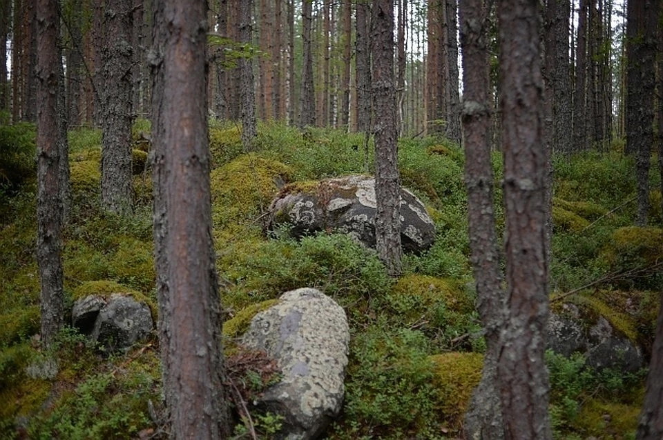 Центрально-Лесной заповедник включён в международную сеть биосферных резерватов ЮНЕСКО.