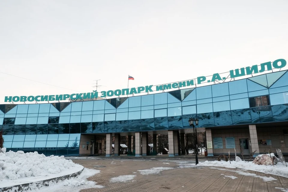 Мэрия Новосибирска за год предупредила зоопарк о сносе остановки.