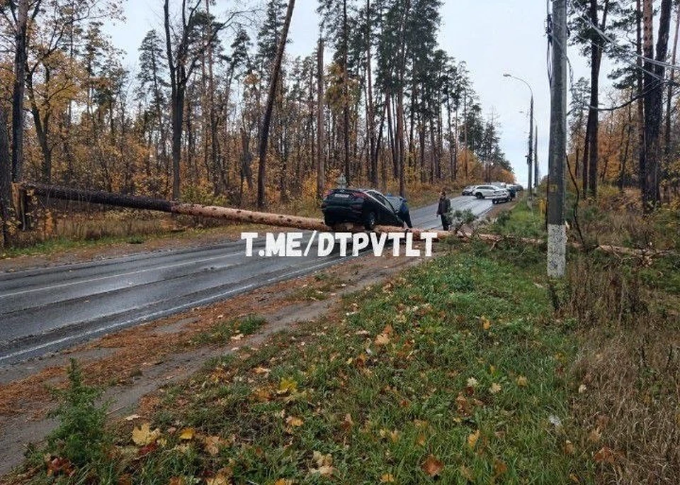 Корейский автомобиль оседлал упавшую сосну на Лесопарковом шоссе / Фото: t.me/dtpvtlt