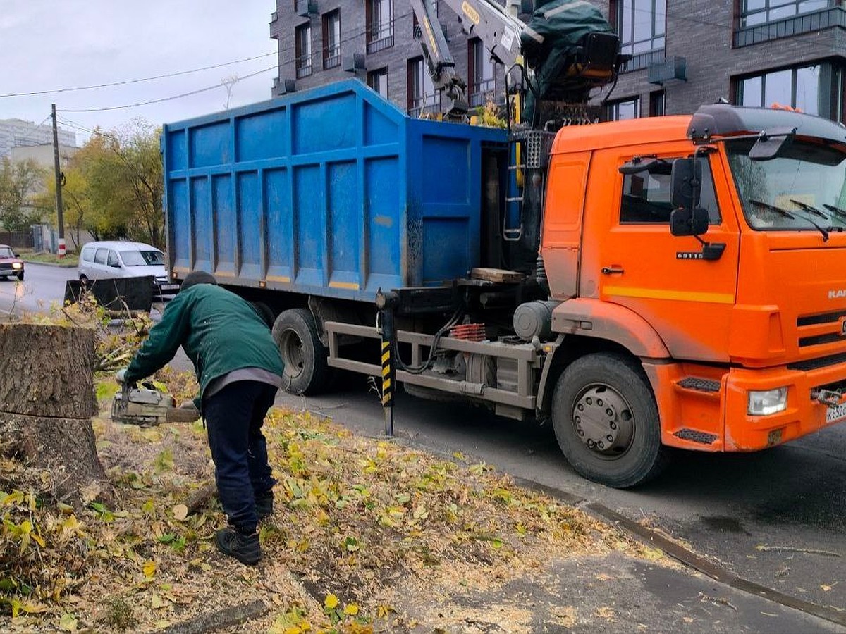 В Ульяновске за два дня вырубили 46 аварийных деревьев, поваленных  непогодой - KP.RU