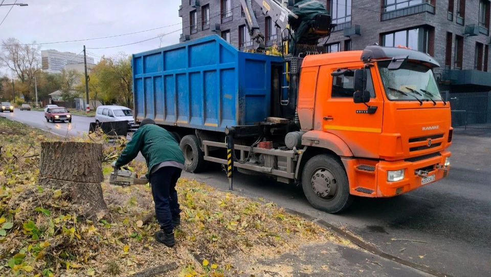 В Ульяновске с 16 по 17 октября вырубили 46 аварийных деревьев. ФОТО: тг-канал Александра Болдакина