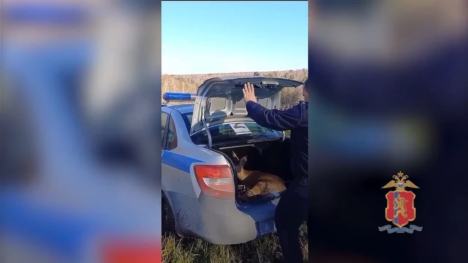 Фото и видео: МВД