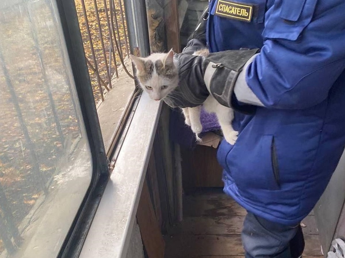 Ульяновские спасатели вызволили кошку, застрявшую под шкафом на балконе -  KP.RU