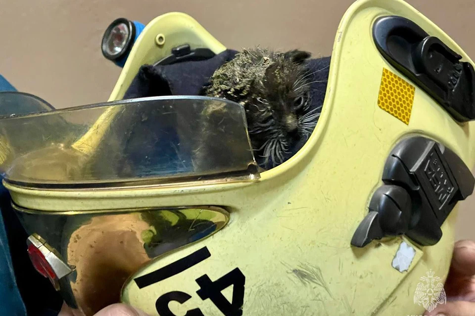 Пожарные спасли новорожденного котенка из огня. Фото: МЧС Петербурга