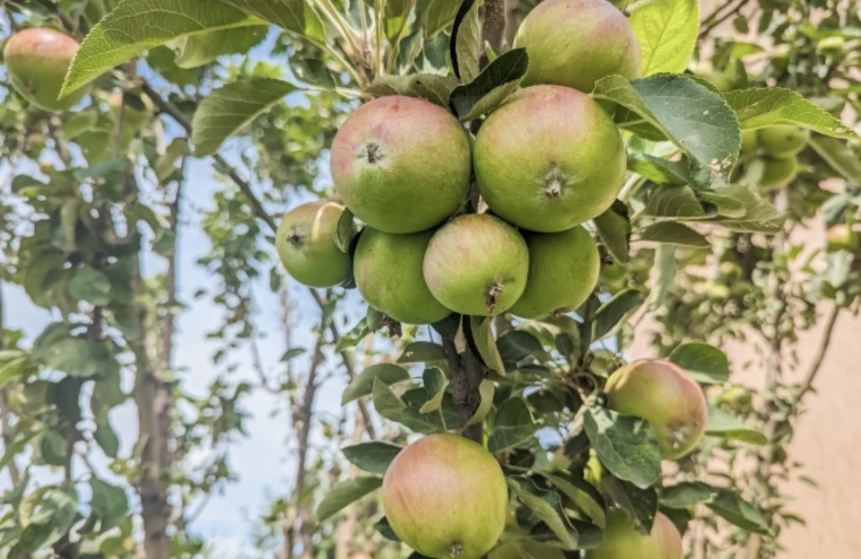100 тысяч яблонь высадили в Смоленской области.