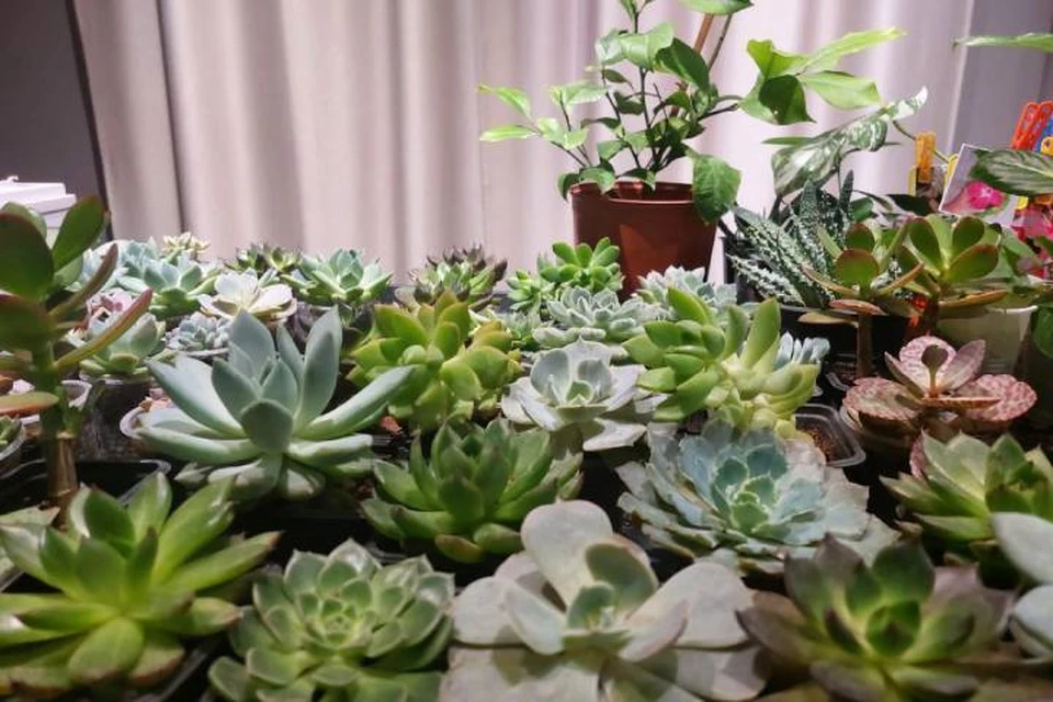 Жителей Иркутска приглашают на выставку комнатных растений