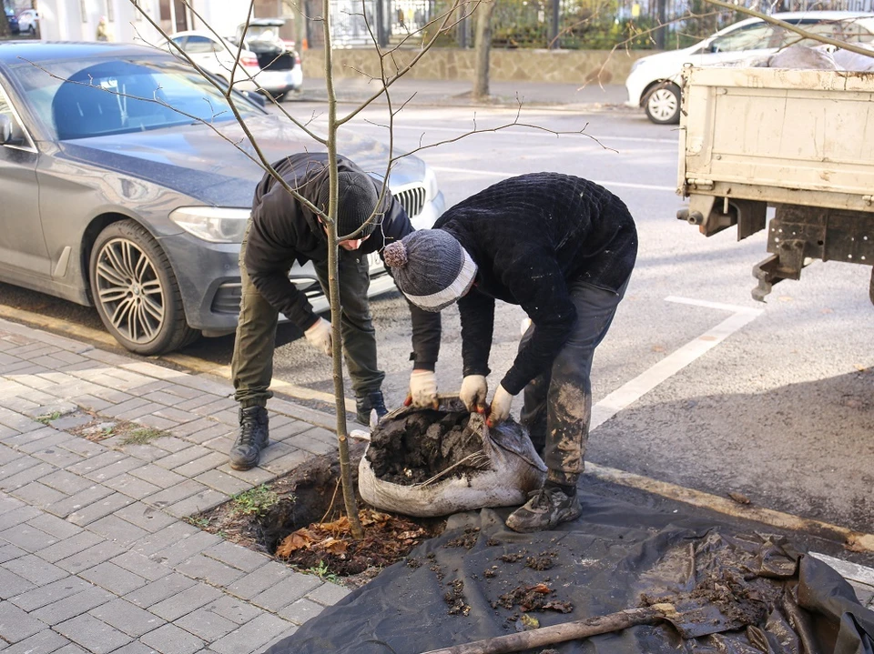 В недалеком будущем улицы и скверы Воронежа украсят новые деревья.