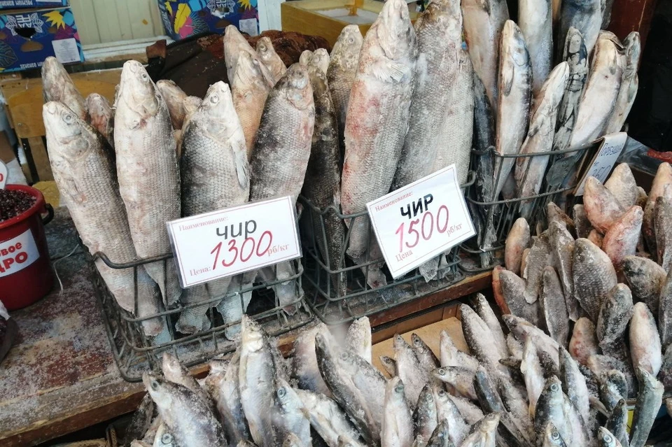 Цена на рыбу чир для строганины выросла на 300 рублей. Фото: KP.RU