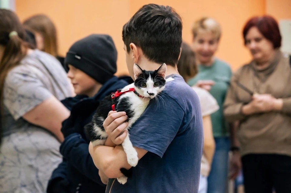 В Молодёжной библиотеке Коми прошла благотворительная акция в помощь котикам. Фото: Иван КУЧЕРЕНКО.