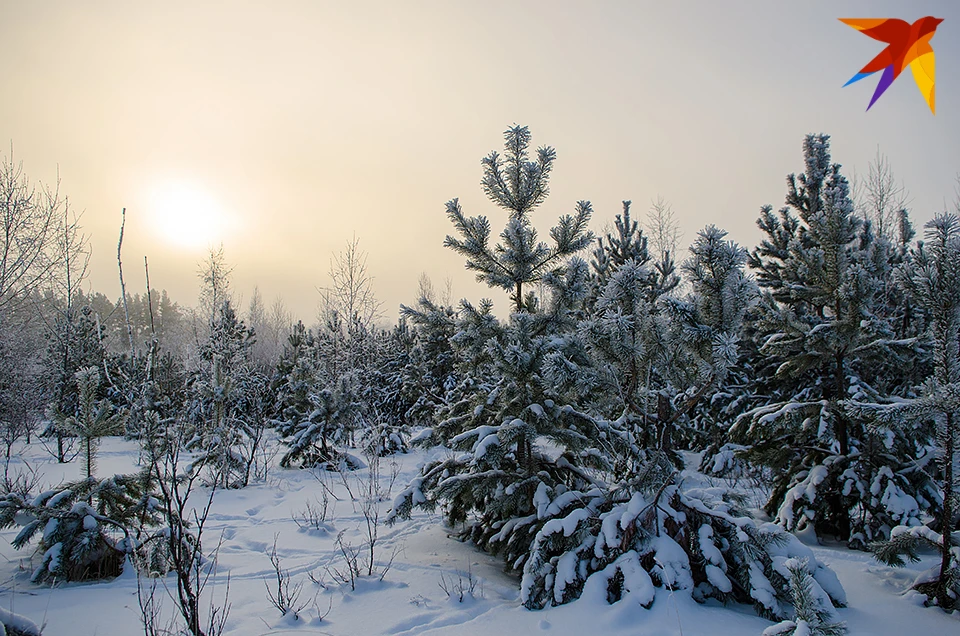Надзорные мероприятия в лесах Мурманской области будут проводиться с 1 по 31 декабря.