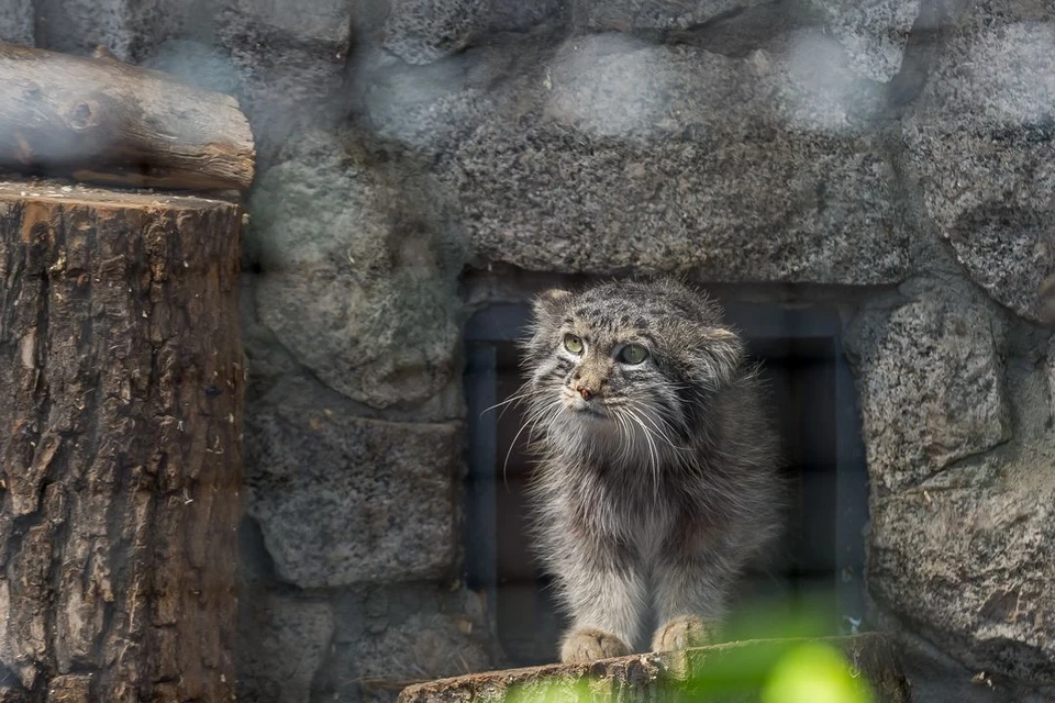 В Новосибирском зоопарке подросли котята манула.
