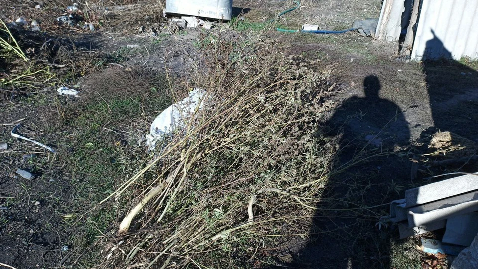 Запрещенные растения отправили на экспертизу ФОТО: ГУ МВД Херсонской области